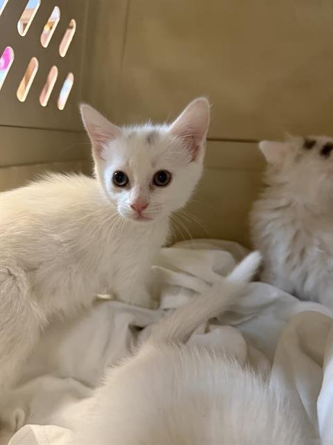 MARSALI - Domestic Short Hair available for adoption