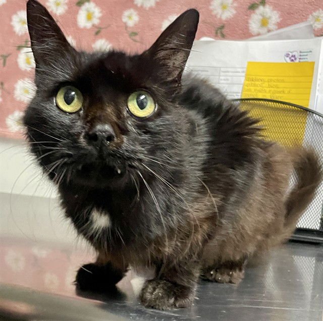 ARCHIE - Domestic Short Hair available for adoption