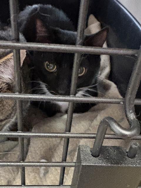 AVELINE - Domestic Short Hair available for adoption