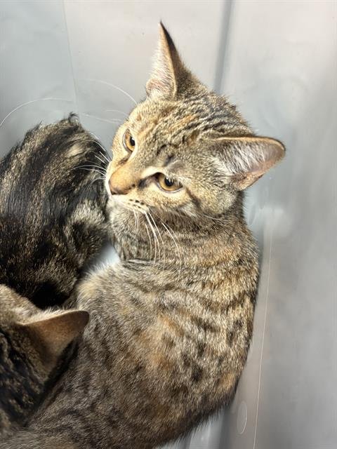 VERA - Domestic Short Hair available for adoption