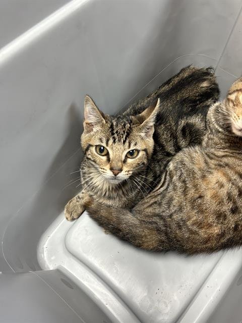 OLLIE - Domestic Short Hair available for adoption