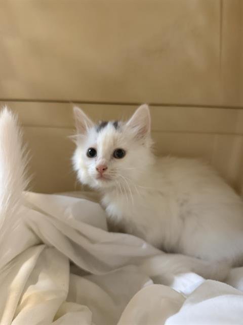 ANGUS - Domestic Medium Hair available for adoption