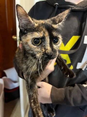 DOSIE - Domestic Short Hair available for adoption