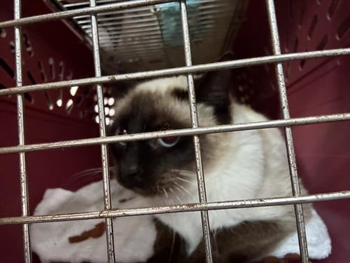 TOOTSIE - Domestic Short Hair available for adoption