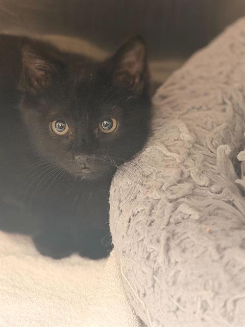 WINDEX - Domestic Short Hair available for adoption