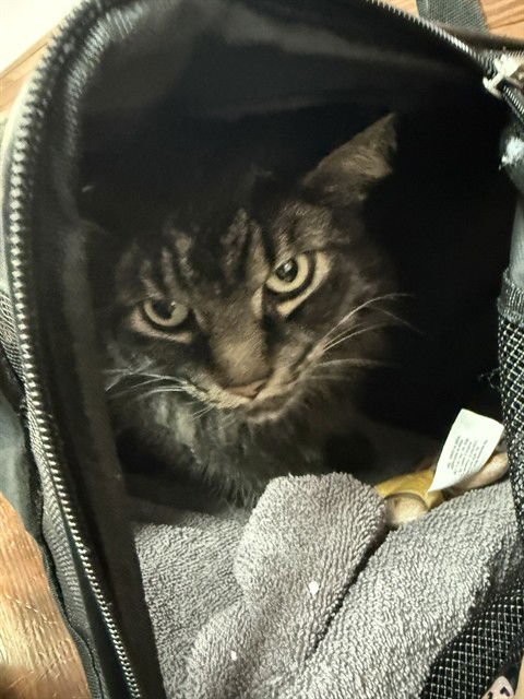 DELILAH - Domestic Long Hair available for adoption