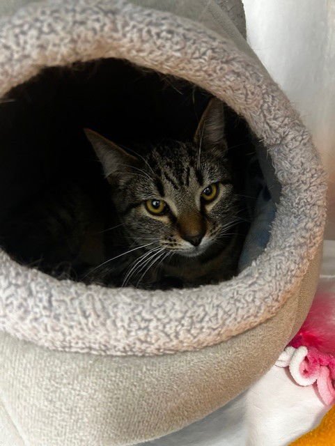 BUG - Domestic Short Hair available for adoption