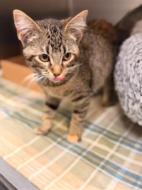 LADY PANCAKE - Domestic Short Hair available for adoption