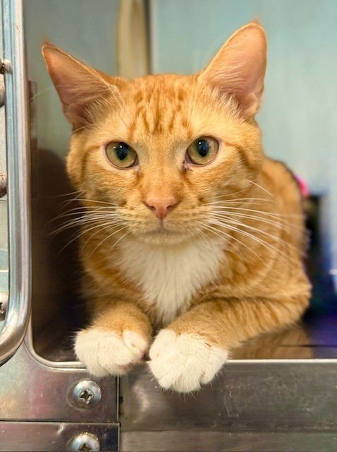 ASTER - Domestic Short Hair available for adoption