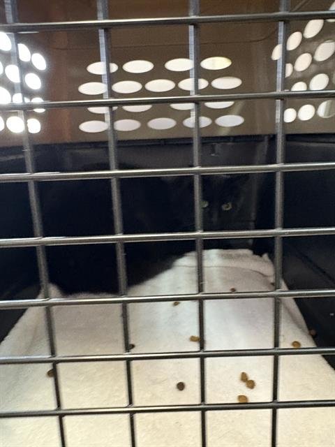 MATCHA - Domestic Long Hair available for adoption