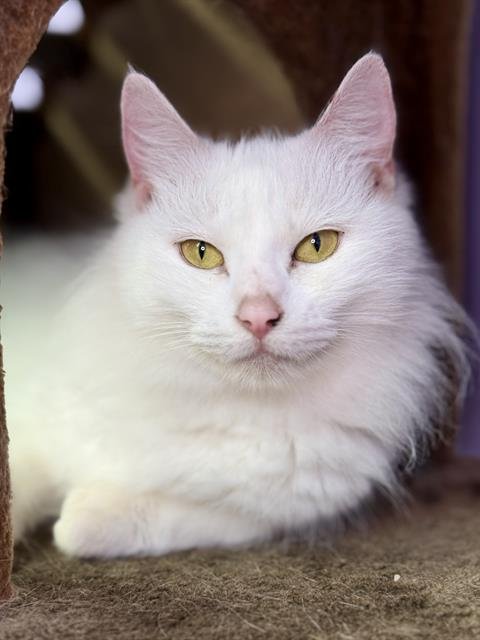 VALETTA - Domestic Long Hair available for adoption