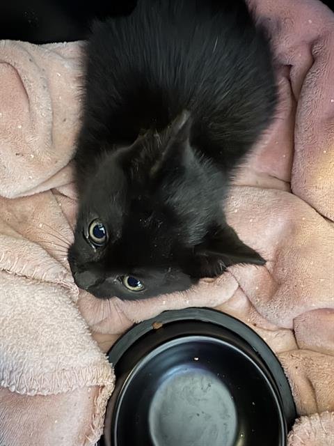 LIL BABY - Domestic Short Hair available for adoption