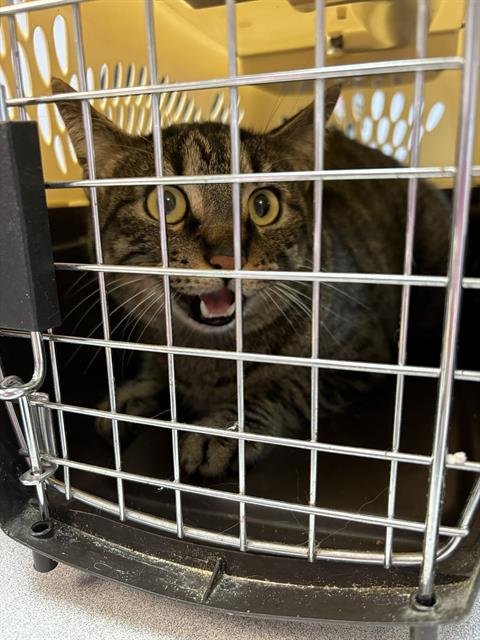 FINN - Domestic Short Hair available for adoption