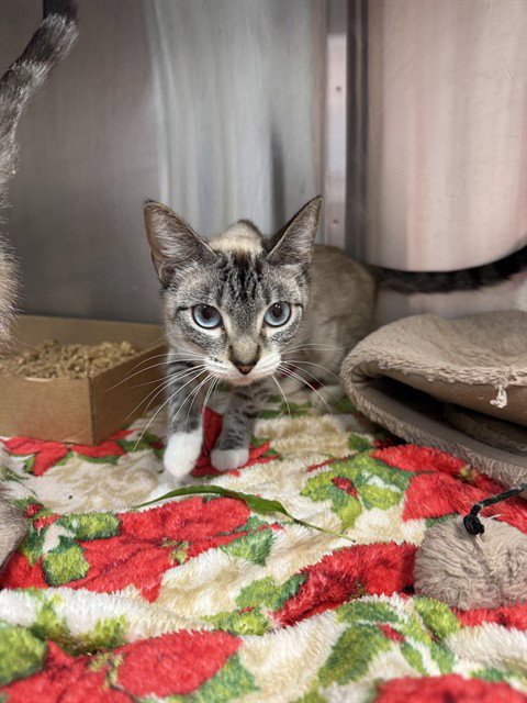 OLYMPIA - Domestic Short Hair available for adoption