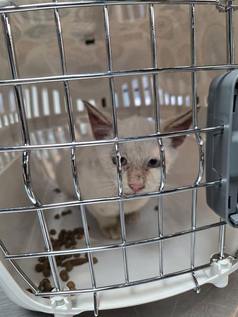 ITCHY MITCHY - Siamese available for adoption