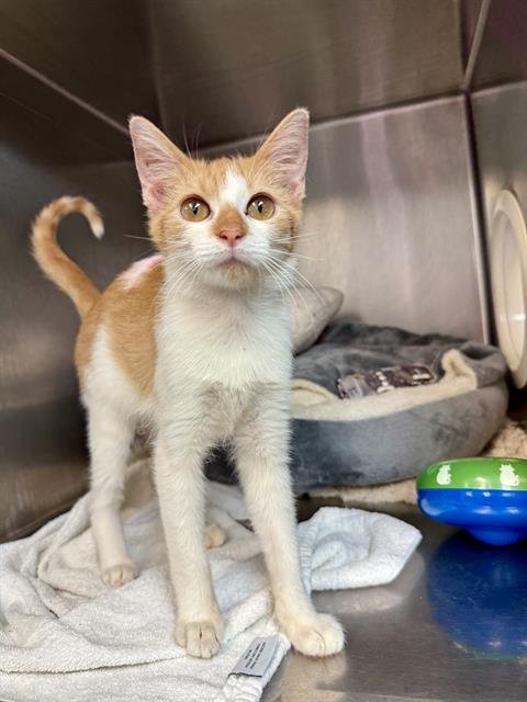 ZAHEER - Domestic Short Hair available for adoption