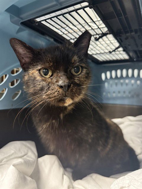 TORI - Domestic Short Hair available for adoption