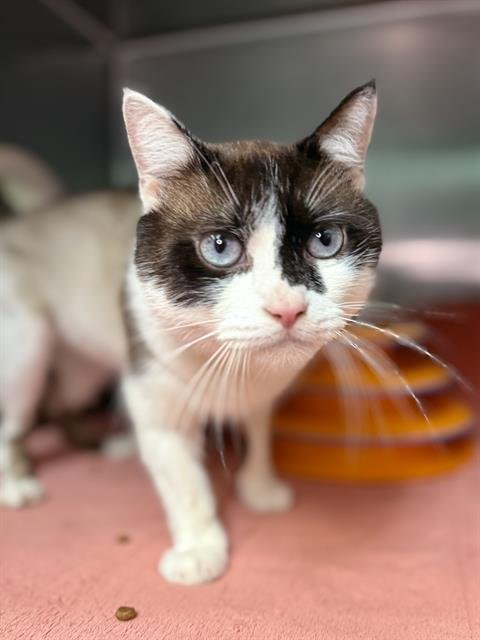 DUFFEL - Domestic Short Hair available for adoption