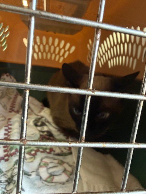 PRECIOUS - Domestic Short Hair available for adoption