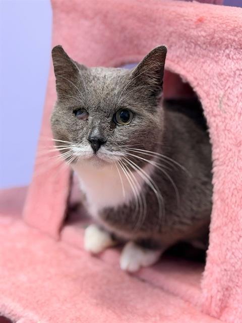 COLONEL - Domestic Short Hair available for adoption