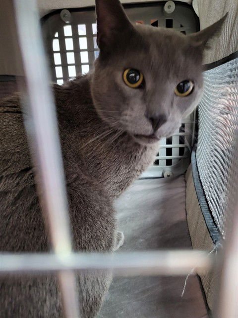 TURBO - Domestic Short Hair available for adoption