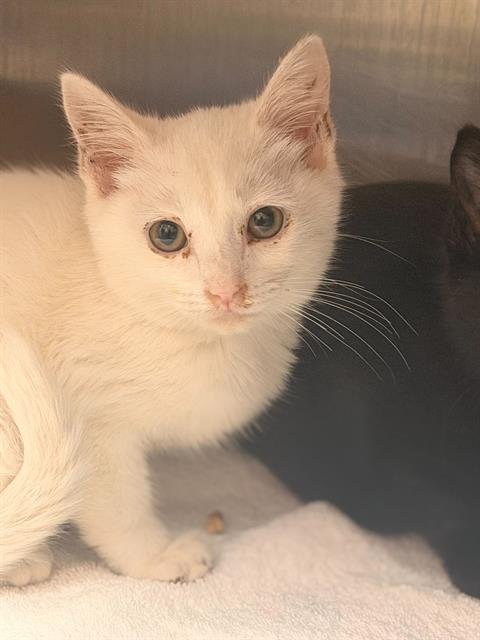 CLOROX - Domestic Short Hair available for adoption