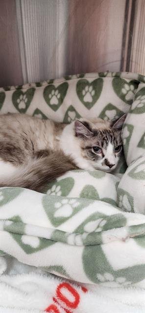 CAPPUCCINO - Domestic Short Hair available for adoption