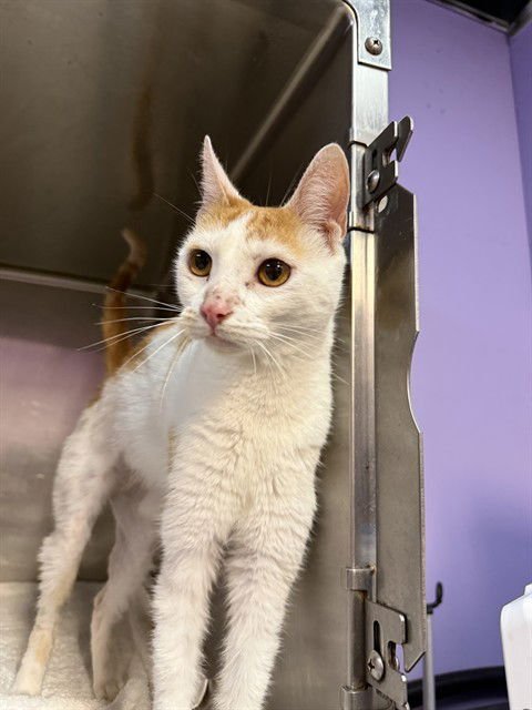 CELESTE - Domestic Short Hair available for adoption