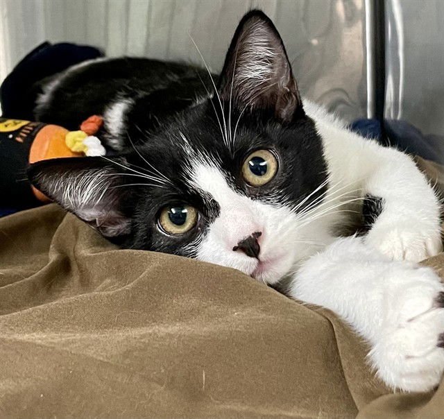 KING GHIDORAH - Domestic Short Hair available for adoption