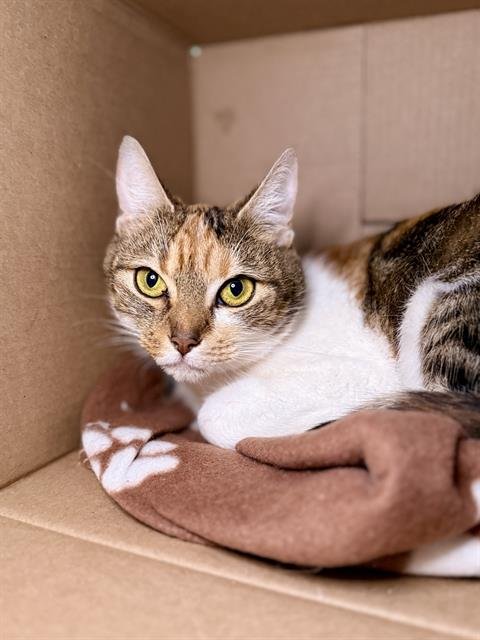 CLOVERBY - Domestic Short Hair available for adoption