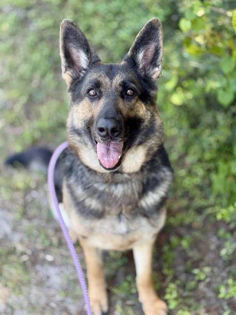 GOOFY GOOBER - German Shepherd Dog available for adoption