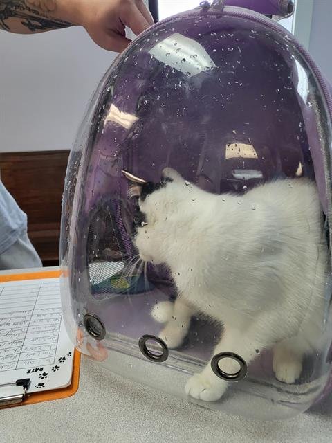 TITAN - Domestic Short Hair available for adoption