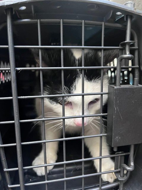 SWIRLS - Domestic Short Hair available for adoption