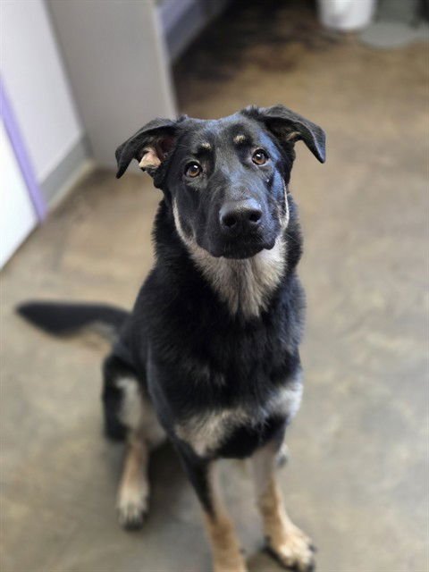 EOWYN - German Shepherd Dog available for adoption