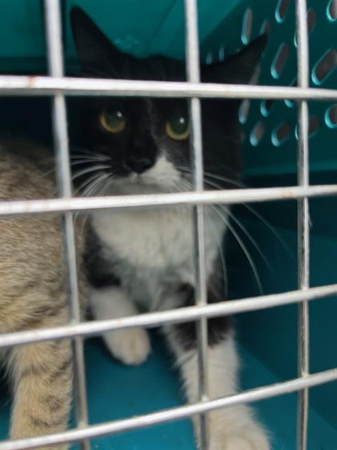 ASTROPHE - Domestic Short Hair available for adoption