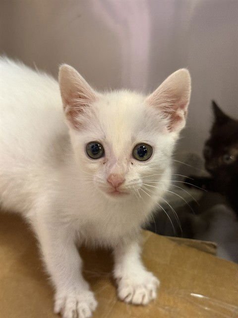 ATLAS - Domestic Short Hair available for adoption