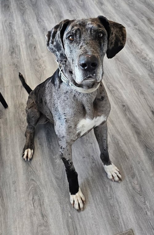 CHEVY - Great Dane available for adoption