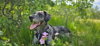 Chevy - Photo 1