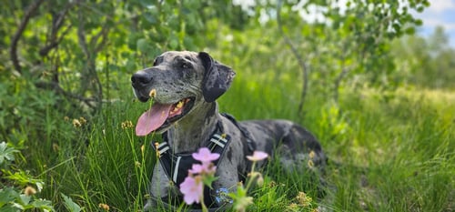 CHEVY - Great Dane for adoption in Arvada