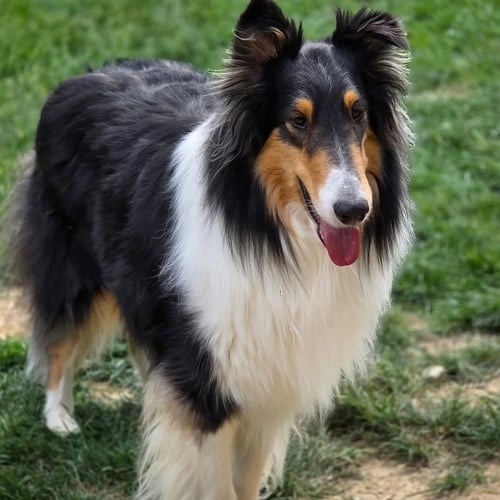 BELLO - Collie available for adoption