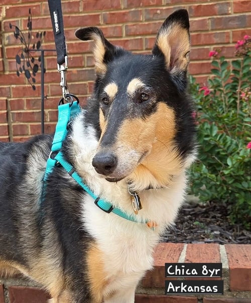 CHICA - Smooth Collie available for adoption