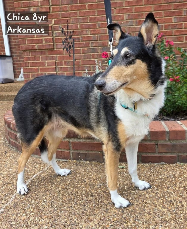 Chica adoption pending Image