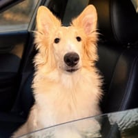 Archie - Photo 2
