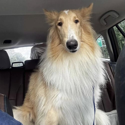 ARCHIE - Collie available for adoption