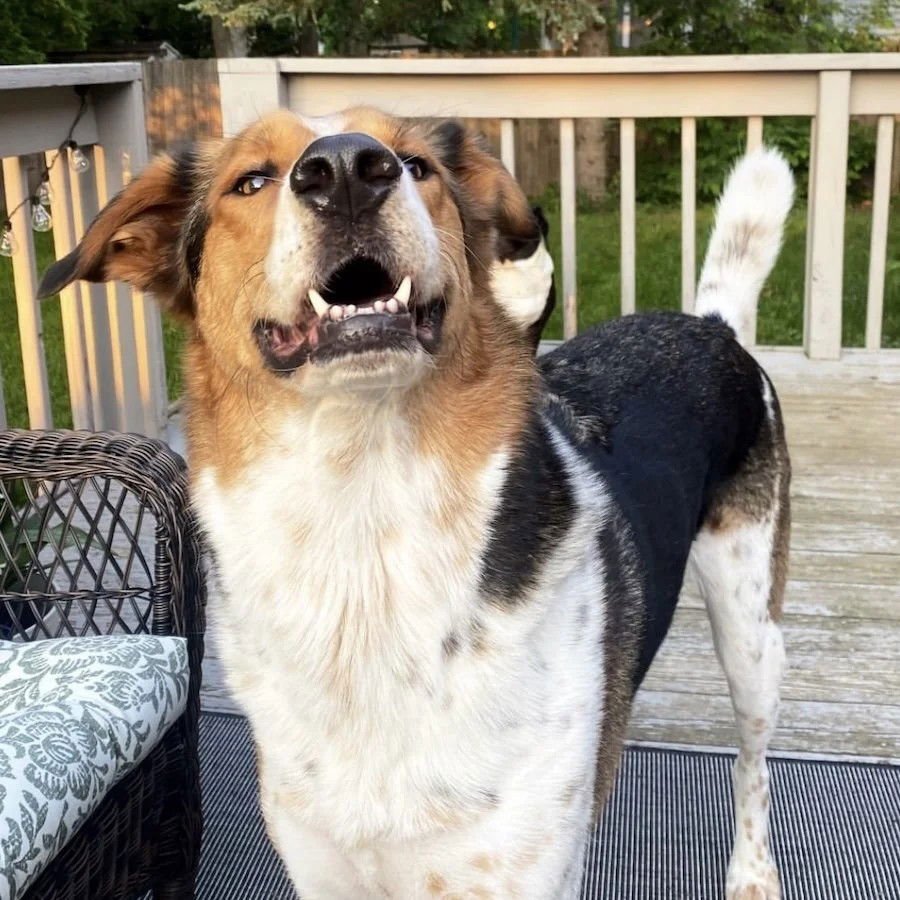 TUCKER - Collie / Coonhound available for adoption