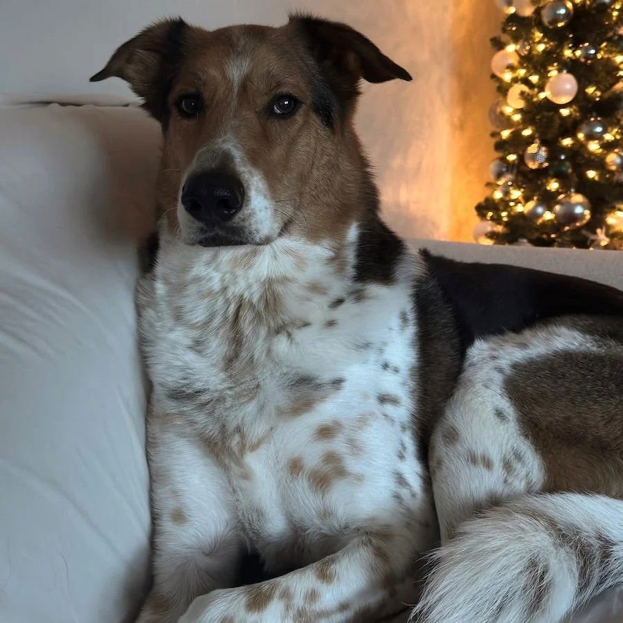 TUCKER - Collie / Coonhound available for adoption