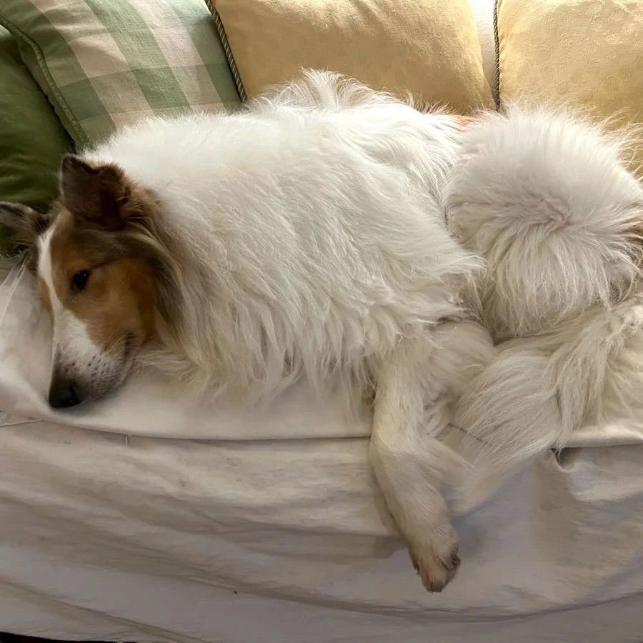 KC MEDICAL HOLD - Collie available for adoption