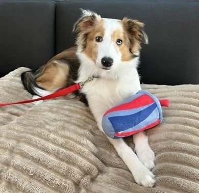 HANNAH - Shetland Sheepdog Sheltie / Australian Shepherd for adoption in Columbus