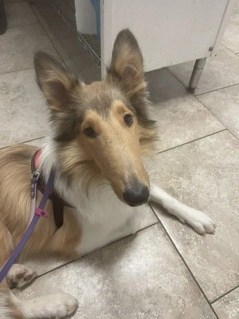 MORGAN - Collie available for adoption