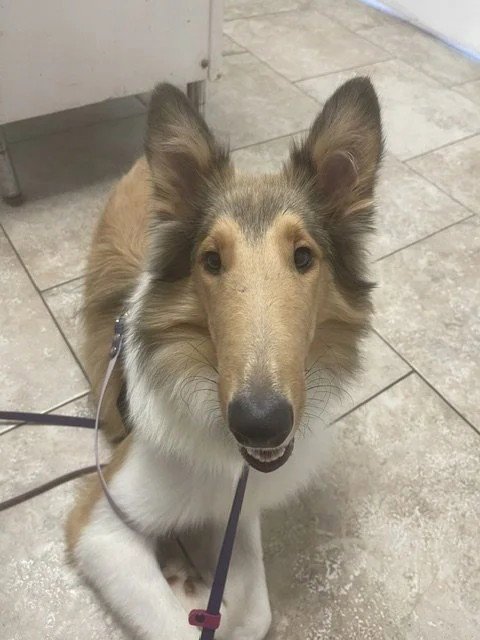 MORGAN - Collie available for adoption